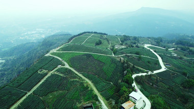 震撼茶叶种植基地漫山茶海航拍