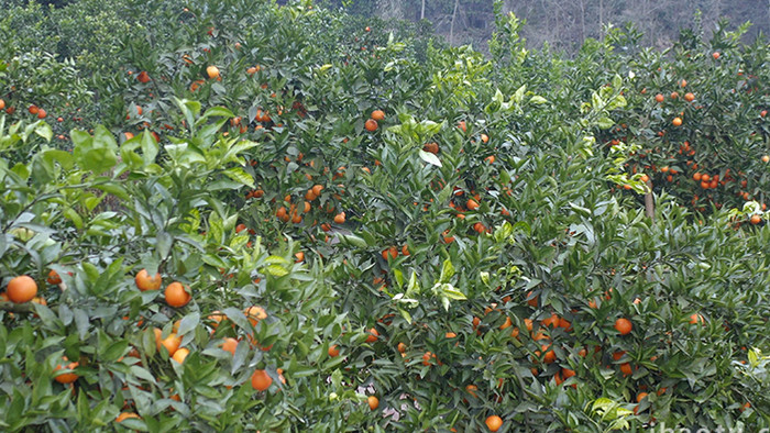 自然实拍柑橘硕果累累丰收4K视频素材