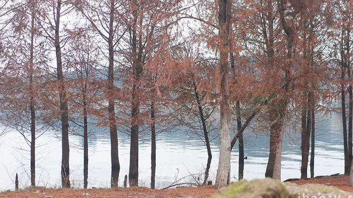 自然冬季唯美柏树凄凉氛围4K视频素材