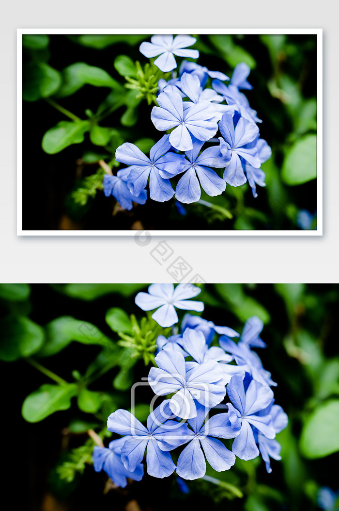 春季春分植物花卉绿植摄影图图片图片