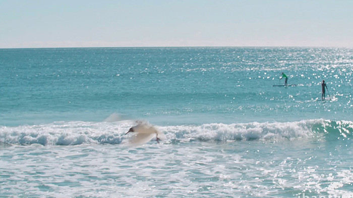 自然海洋实拍唯美小清新大海海鸥视频素材