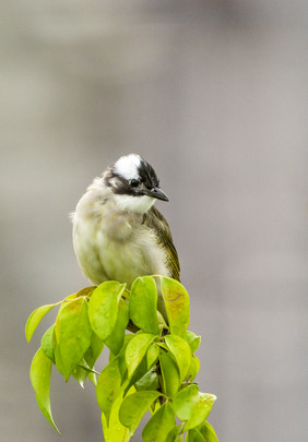 春季春分树上小鸟鸟类绿植摄影图