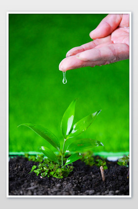 植树节春季树苗浇水