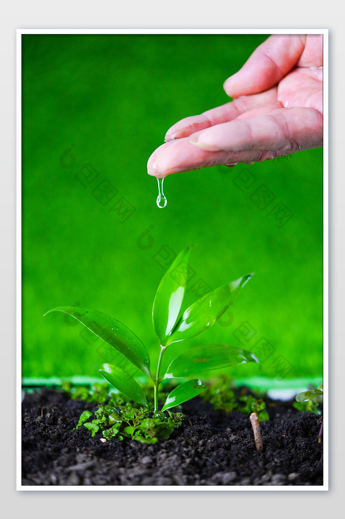 植树节春季树苗浇水图片图片