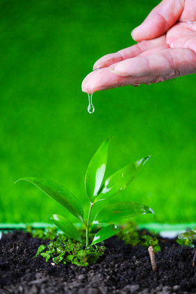 植树节春季树苗浇水