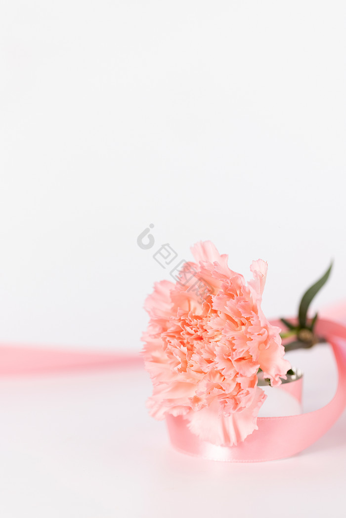 母亲节康乃馨鲜花白色背景图片