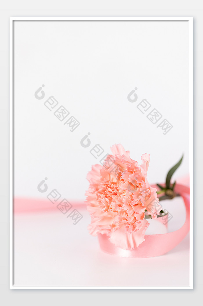 母亲节康乃馨鲜花白色背景图片图片