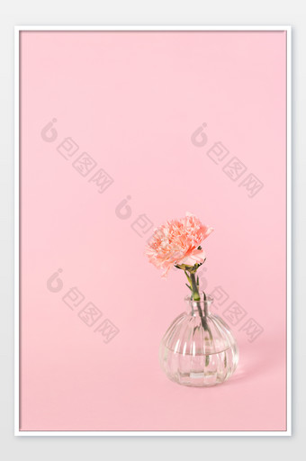 母亲节一支康乃馨粉色背景图片