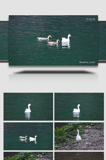 田园风光河里散养的鸭子大鹅图片