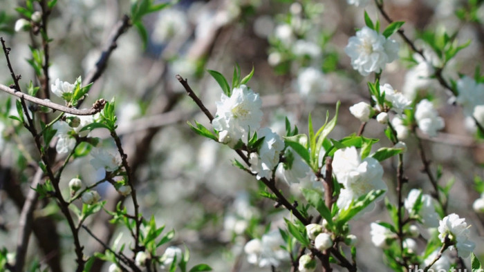 自然唯美白色花朵碧桃植物春天空境实拍
