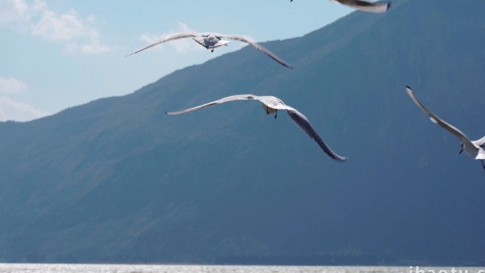 自然简约海鸥湖边飞翔嬉戏鸟类动物实拍