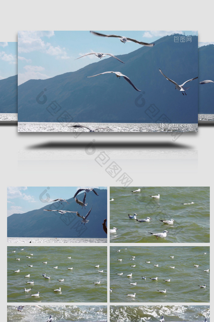 自然简约海鸥湖边飞翔嬉戏鸟类动物实拍