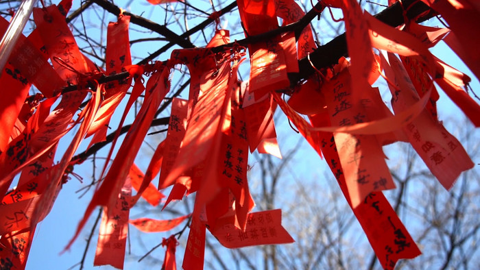 唯美树上随风飘动的祈福红丝带空境实拍