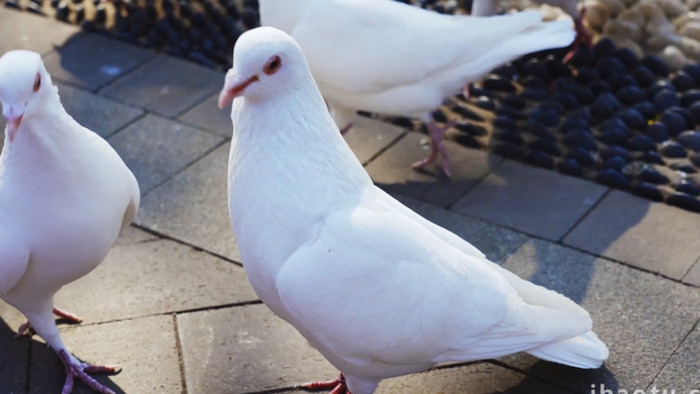 简约白色鸽子进食鸟类动物实拍