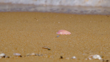 沙滩贝壳海边浪花波浪大海自然海洋实拍