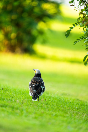 春季春分自然动植物鸟类春季春天雨水自然动物小鸟明媚花海春季世界