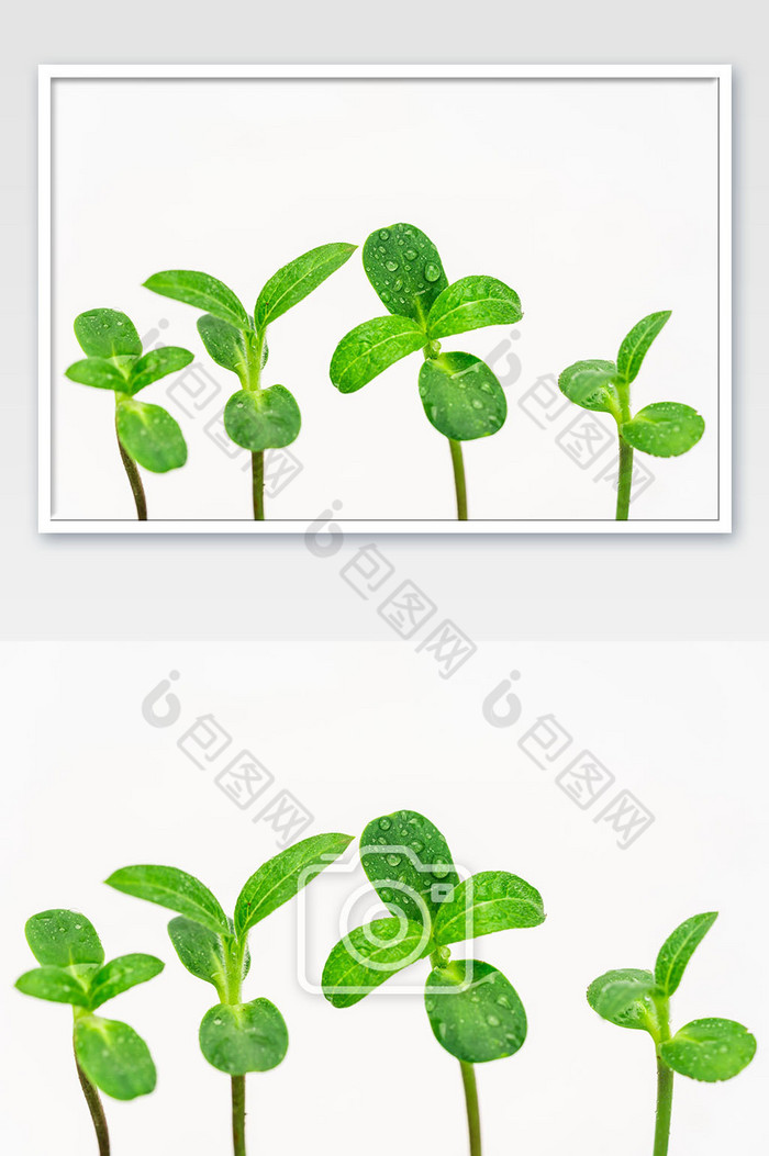 植树节绿芽发芽植物图片图片