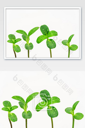 植树节绿芽发芽植物图片