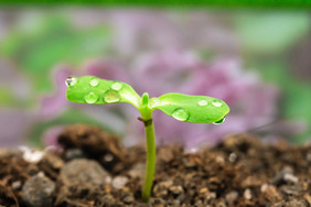 植树节植树绿芽节日装饰