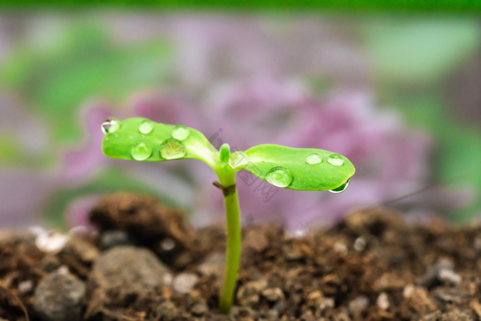 植树节植树绿芽节日装饰图片