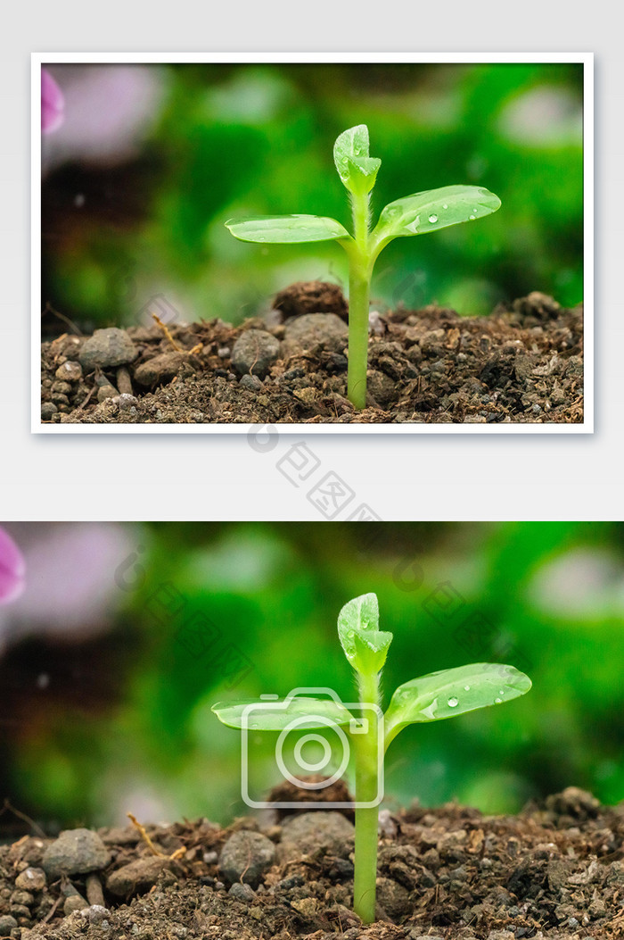 植树节发芽植树绿植