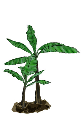 春天节气芭蕉树植物