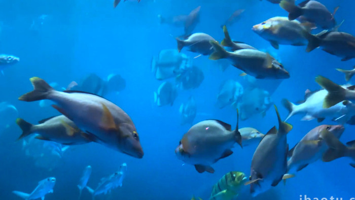 动物海洋生物海洋鱼类4K实拍