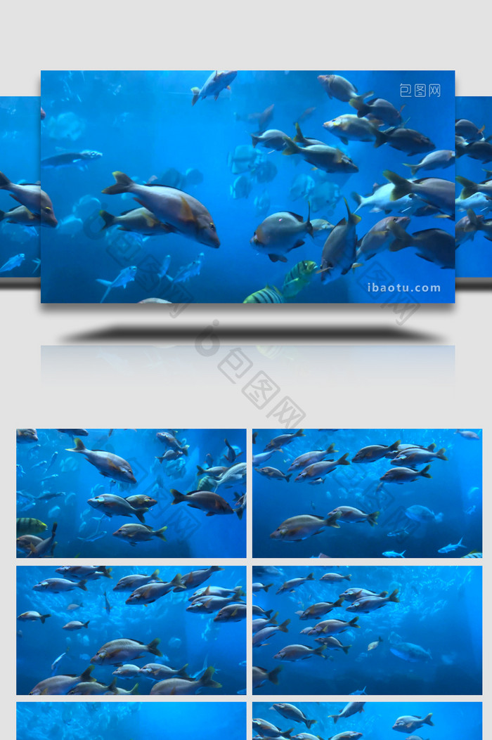 动物海洋生物海洋鱼类4K实拍