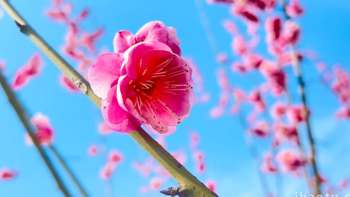 植物春天蓝天背景下的红梅花开放4K实拍