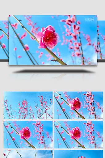 植物春天蓝天背景下的红梅花开放4K实拍图片