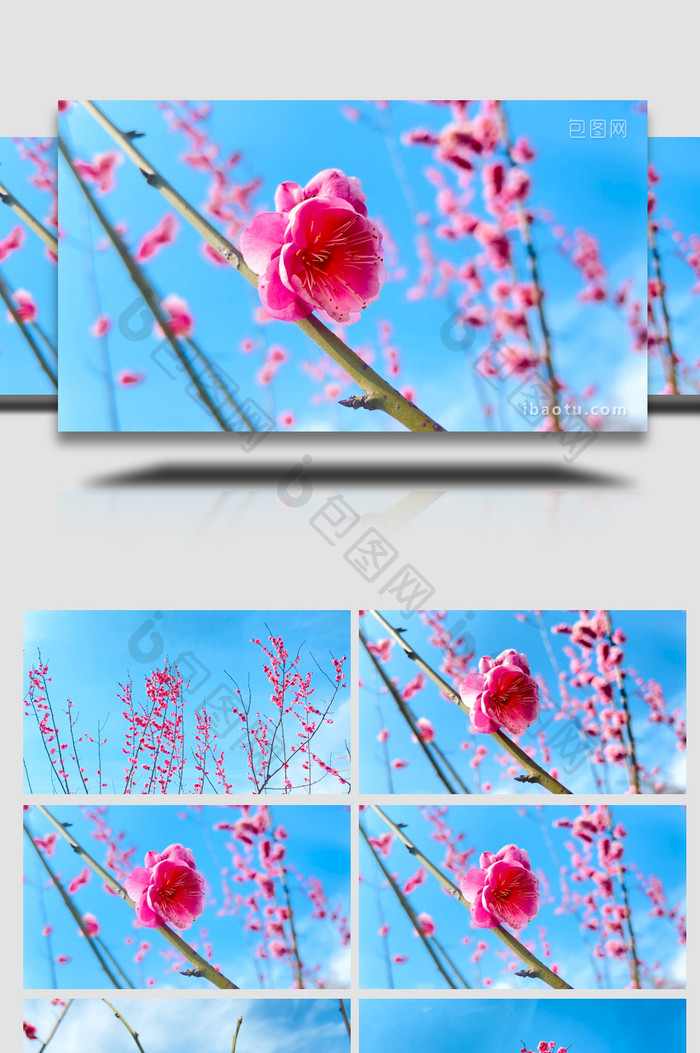植物春天蓝天背景下的红梅花开放4K实拍