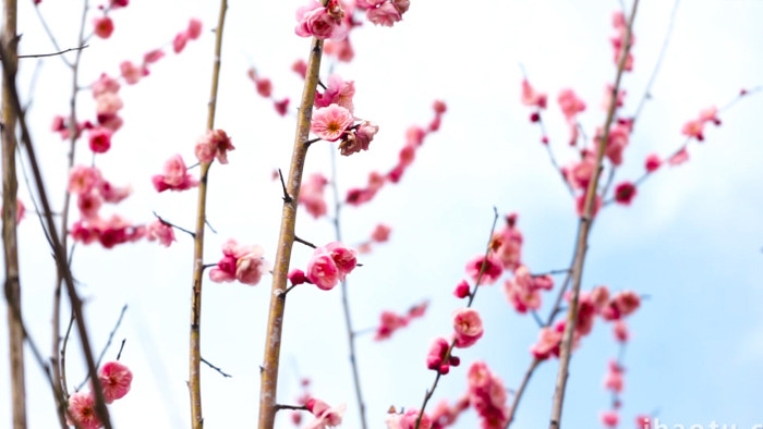 植物春天梅花开放粉色花朵高清实拍