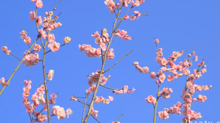 植物春天风景春暖花开粉色梅花开放4K实拍
