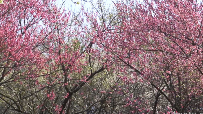 植物春季风景花朵开放红色梅花4K实拍