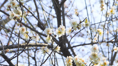植物春季春暖花开白色桃花4K实拍