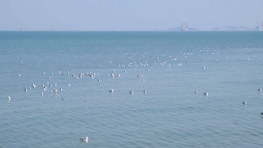 海鸥嬉戏海鸟海面海水海边自然海洋实拍素材