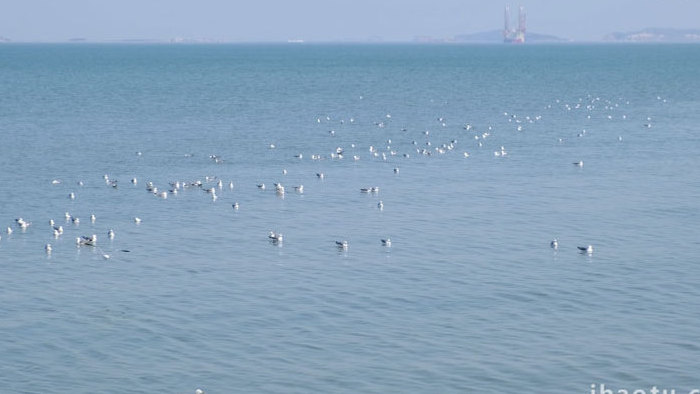 海鸥嬉戏海鸟海面海水海边自然海洋实拍素材