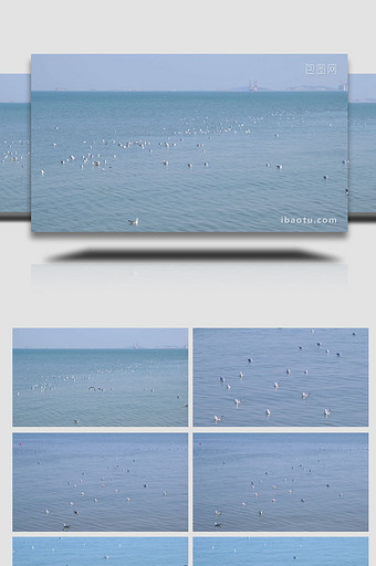海鸥嬉戏海鸟海面海水海边自然海洋实拍素材图片