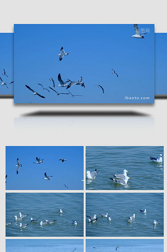 唯美海鸥迎风飞翔海鸥盘旋大海自然海洋实拍图片