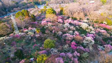 唯美自然风景春天春游南京梅花山4k航拍