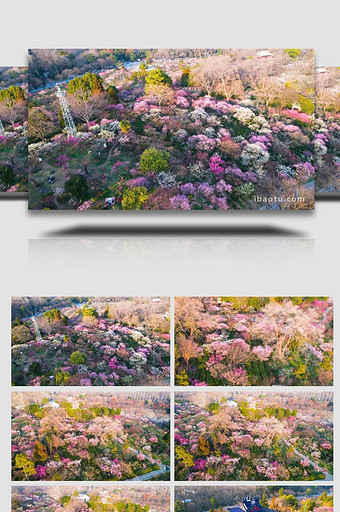 唯美自然风景春天春游南京梅花山4k航拍图片