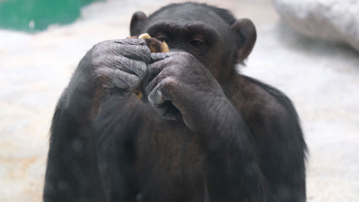 动物园大猩猩吃香蕉金丝猴动物昆虫实拍