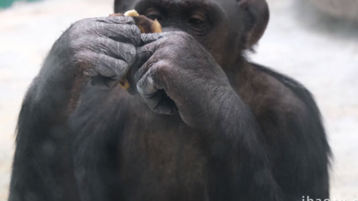 动物园大猩猩吃香蕉金丝猴动物昆虫实拍