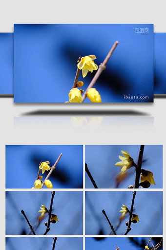 梅花开放鲜花盛开春天来了腊梅特写实拍视频图片