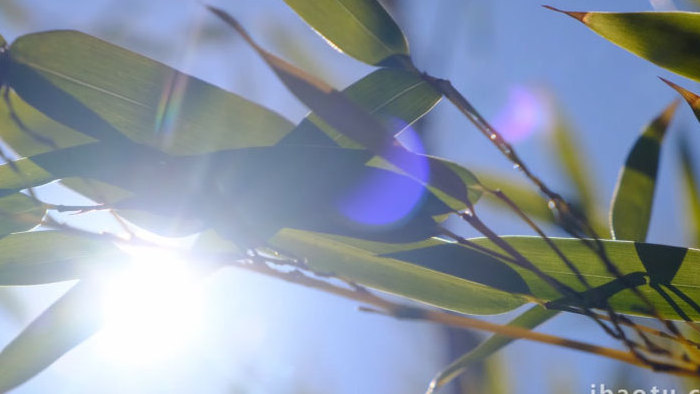 竹林漏光竹叶遮挡阳光阳光明媚自然写意实拍