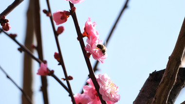 实拍4K小蜜蜂菜花蜜动物视频