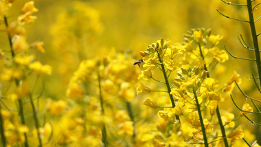 实拍4K油菜花花卉特写视频