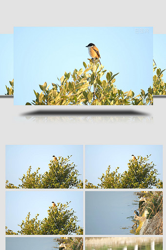 实拍动物树上的鸟4K视频图片