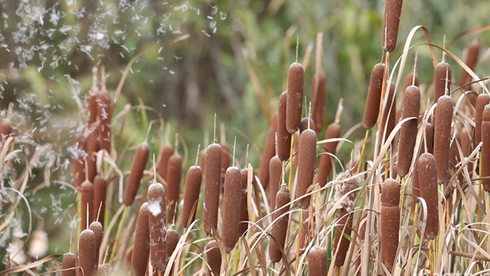 自然植物香棒花4K实拍视频