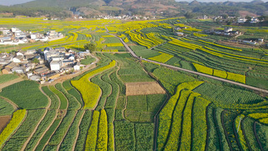 自然风景俯瞰油菜花田风光实拍4K视频